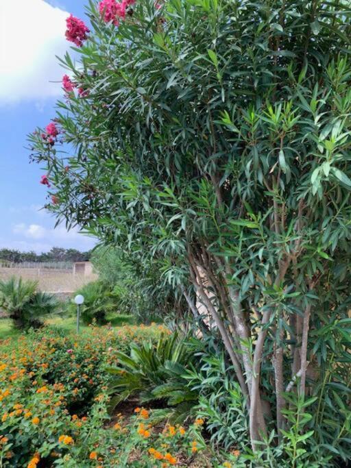 Villa Maveda, Un Dammuso Immerso Nel Verde Lampedusa Bagian luar foto